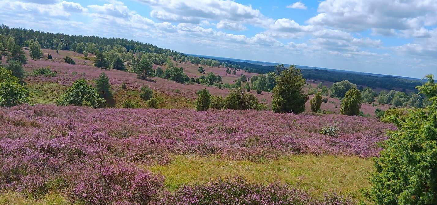 Blick über die blühende Heide