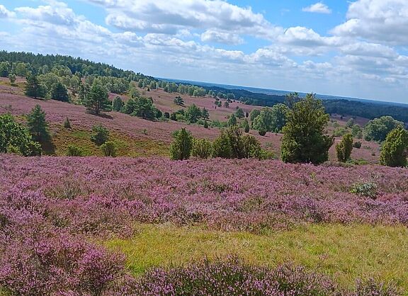 Blick über die blühende Heide