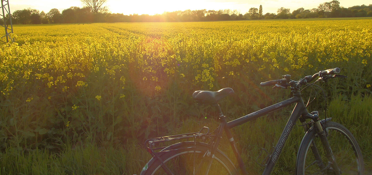 Ein Rapsfeld in der Abendstimmung Ein Rapsfeld in der Abendstimmung
